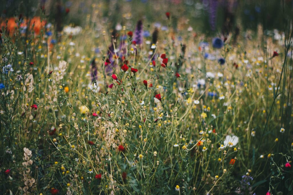 Wildflower Keepsakes